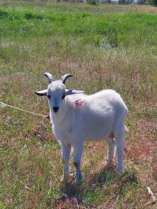 Продам дойную козочку и козлят ,обращаться по номеру +38 0664869041