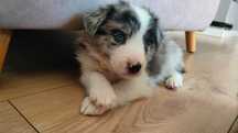 Suczka Border Collie Blue Merle z rodowodem