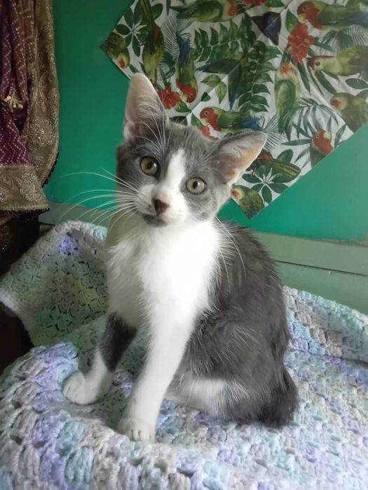 Подарую котика ,чемний