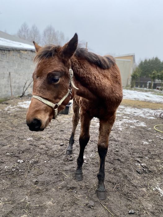 Sprzedam dwa ogierki