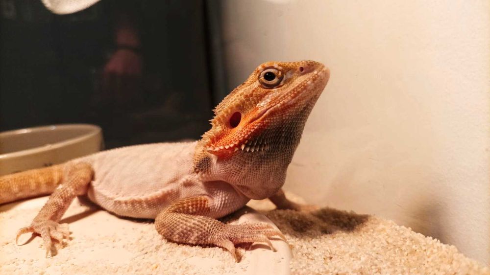 Piękna agama brodata