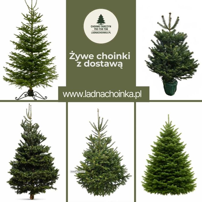 Choinka Jodła Kaukaska Piękna Prosto z plantacji Świeża 50-220cm