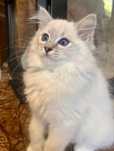 Ragdoll blue lynx mitted/FPL/turkusowe oczy/badania genetyczne