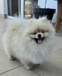Pomeranian szpic miniaturowy zkwp FCI