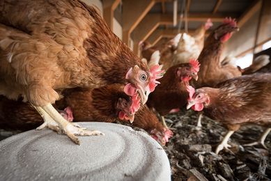 Kury nioski Leghorn Kotórz Wielki