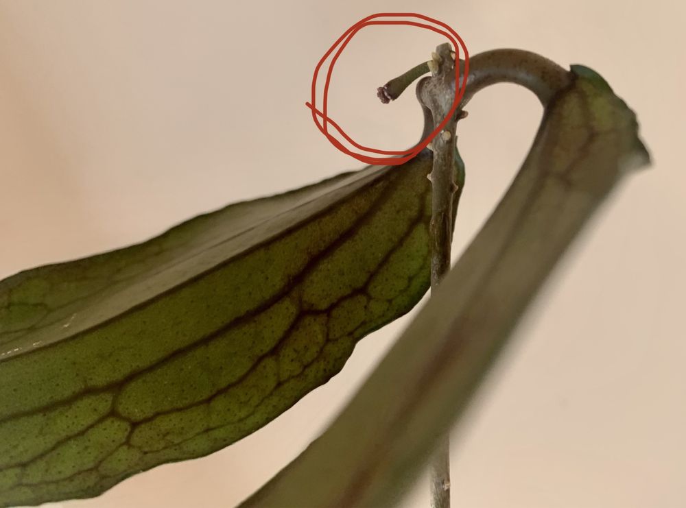 Hoya  Erythryna dark leaves