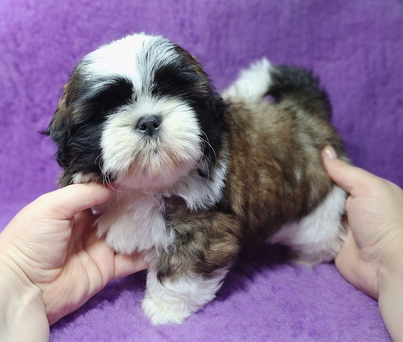 Śliczny, wesoły maluch Shih Tzu z rodowodem