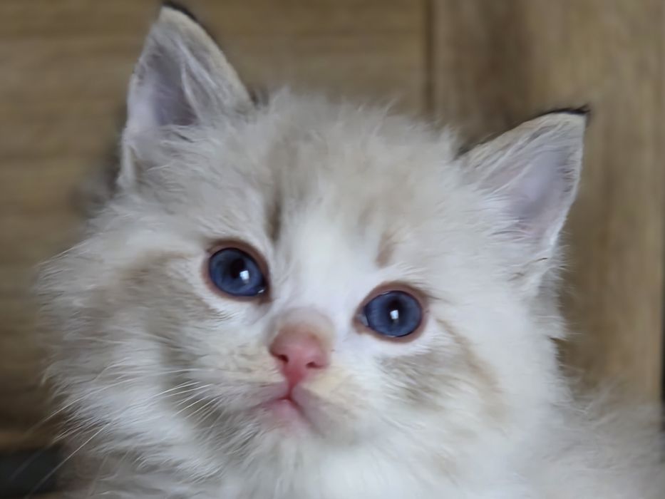 Piękny Kot RAGDOLL z rodowodem FPL