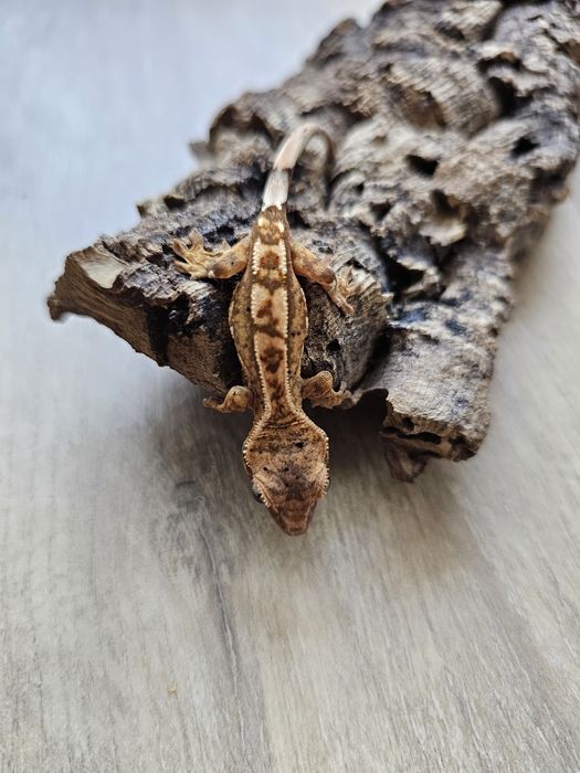 Gekony orzęsione lily white/yellow/tricolor nsex