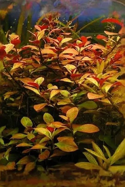 Ludwiga repens red