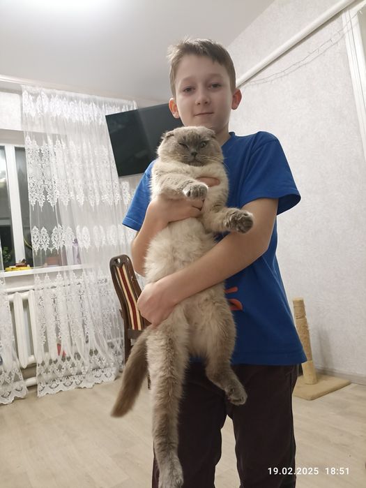 Шотландська прямовуха дівчинка