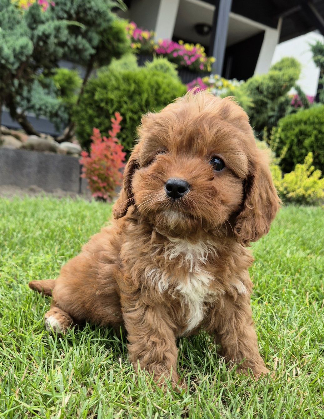 Cavapoo SAMCZYK hybryda ras