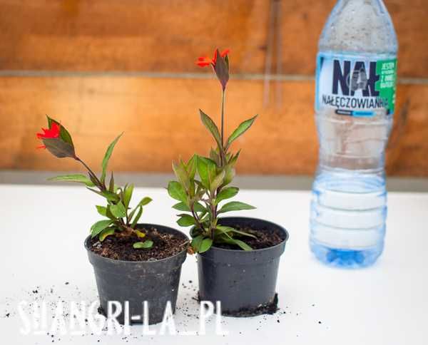 Firletka lśniąca, szkarłatna (Lychnis Fulgens)