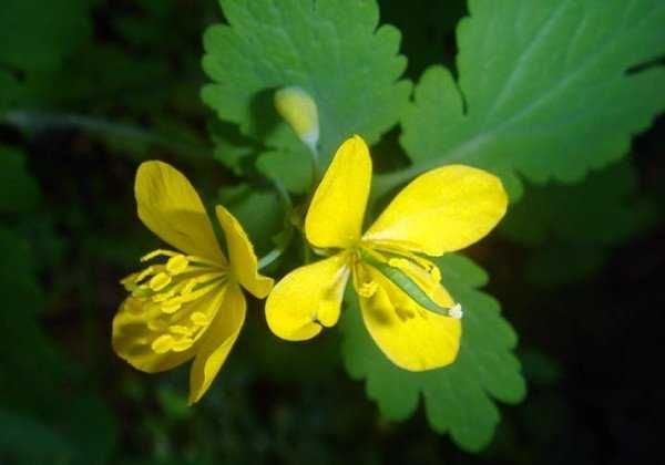 Сок чистотела холодной выжимки, 100 мл