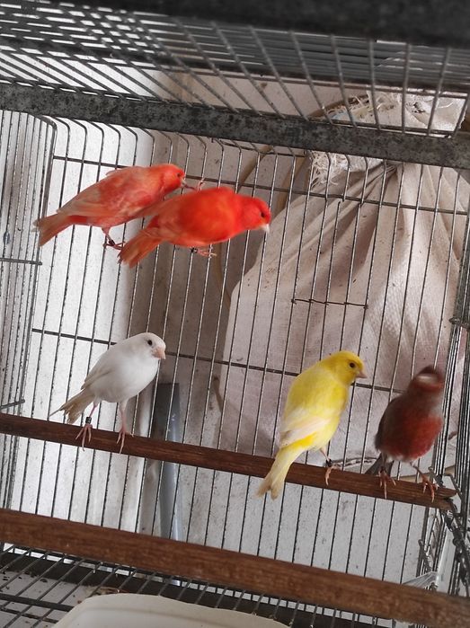 Machos e fêmeas deste ano