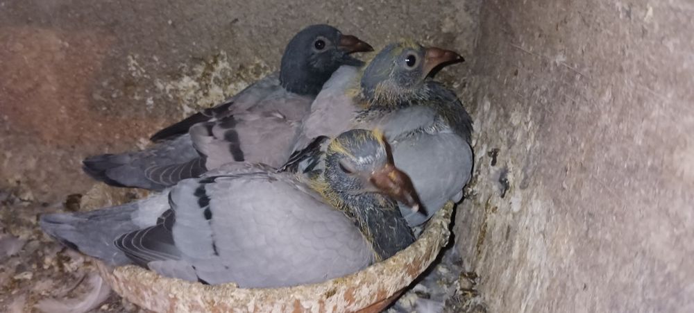 Pombos correios para venda devidamente anilhados com os respectivos ca
