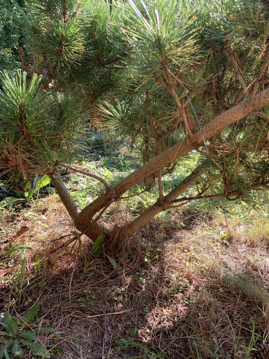 Sosna czarna ozdobna 110cm do ogrodu