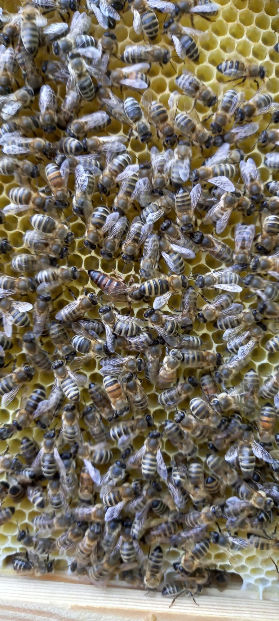 Бджолосім'ї та пакети