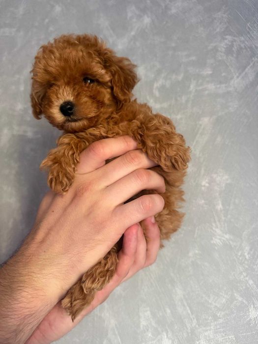 Toy Caniche Mini Femea Micro Menina Disponível