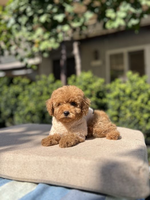 Мальтипу кроха мальчишка