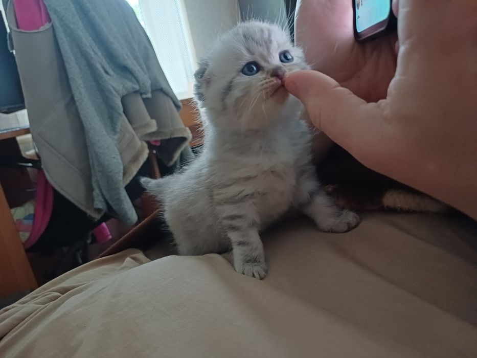 Британские котята
