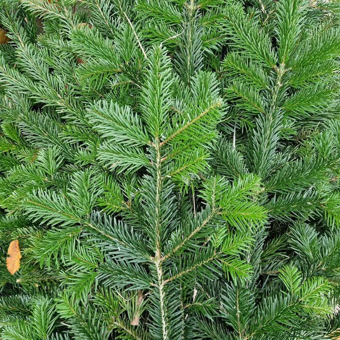 Zestaw gałązek 15-90cm