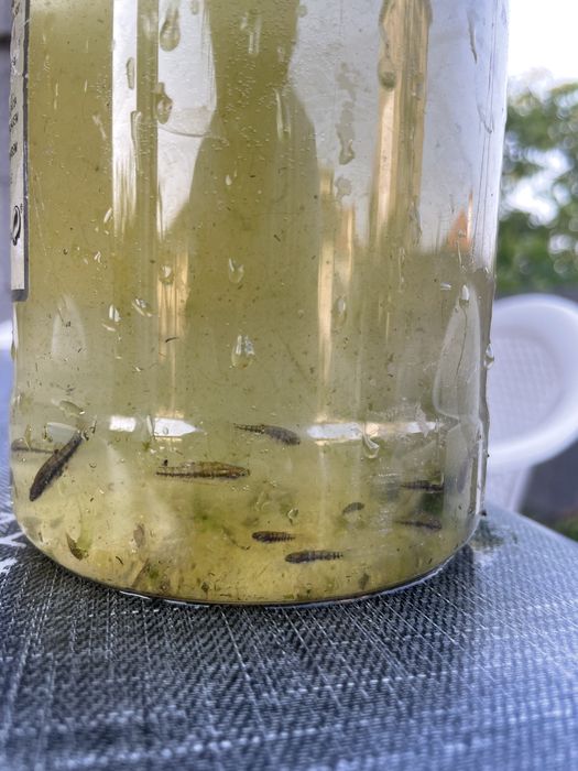 Heterandria formosa - viviparo