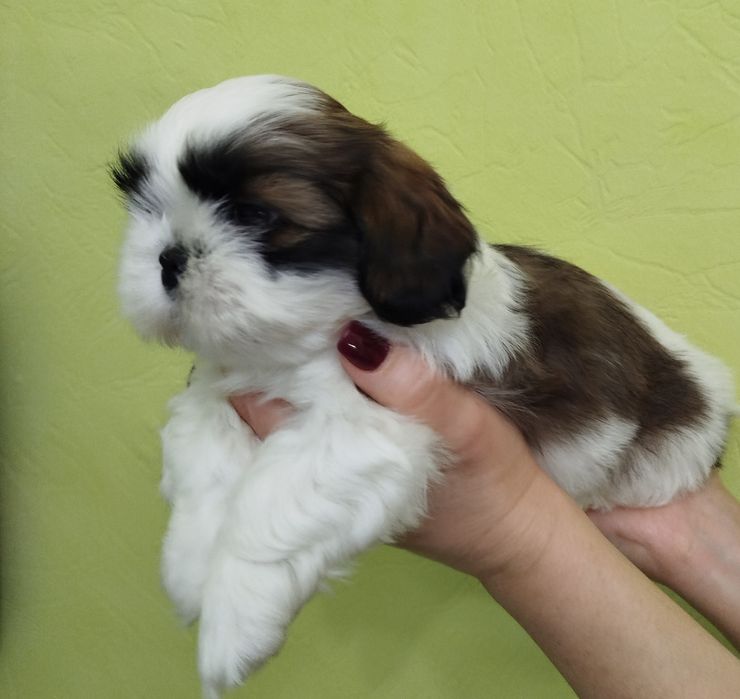 Чистокровний Ши-тцу хлопчик цуцик