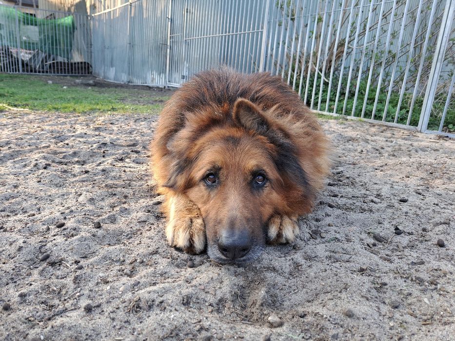 Hades i Hera- rodzeństwo owczarków szuka domu