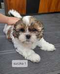 Shih tzu tricolor suczka