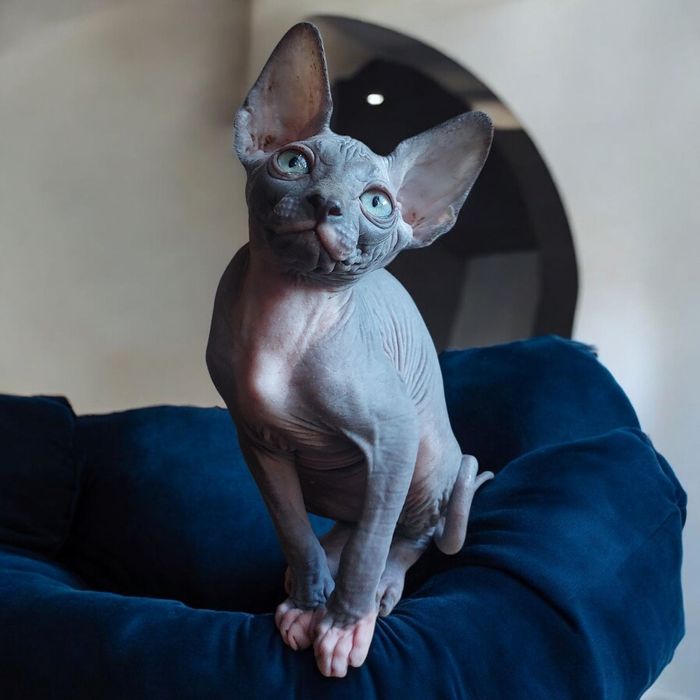 Канадские сфинксы