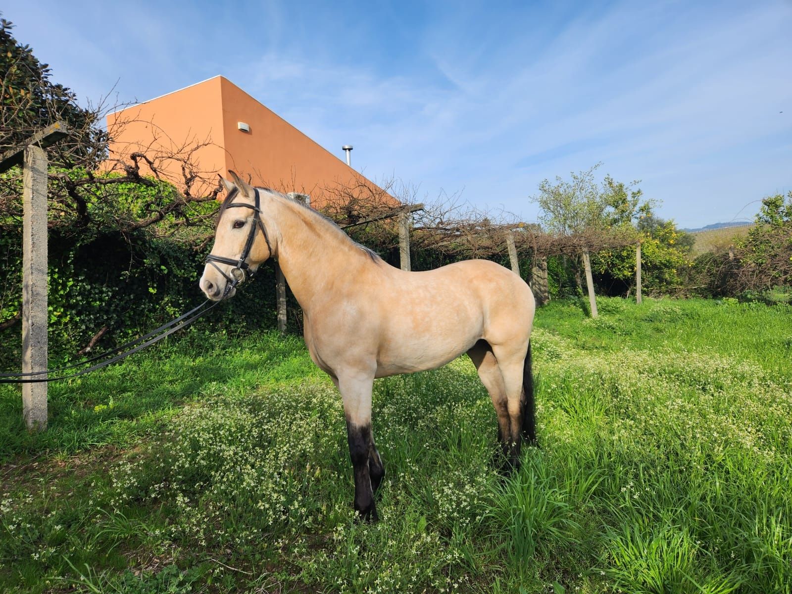 Cavalo cruzado manso