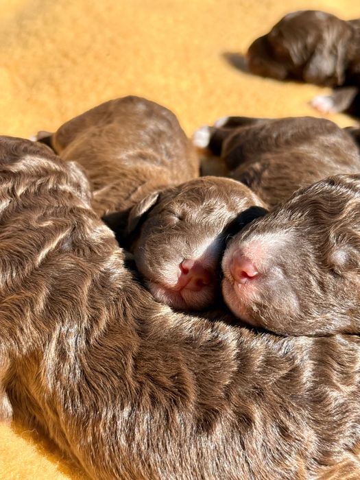 Lagotto Romagnolo ZKwP/FCI - piękny pies