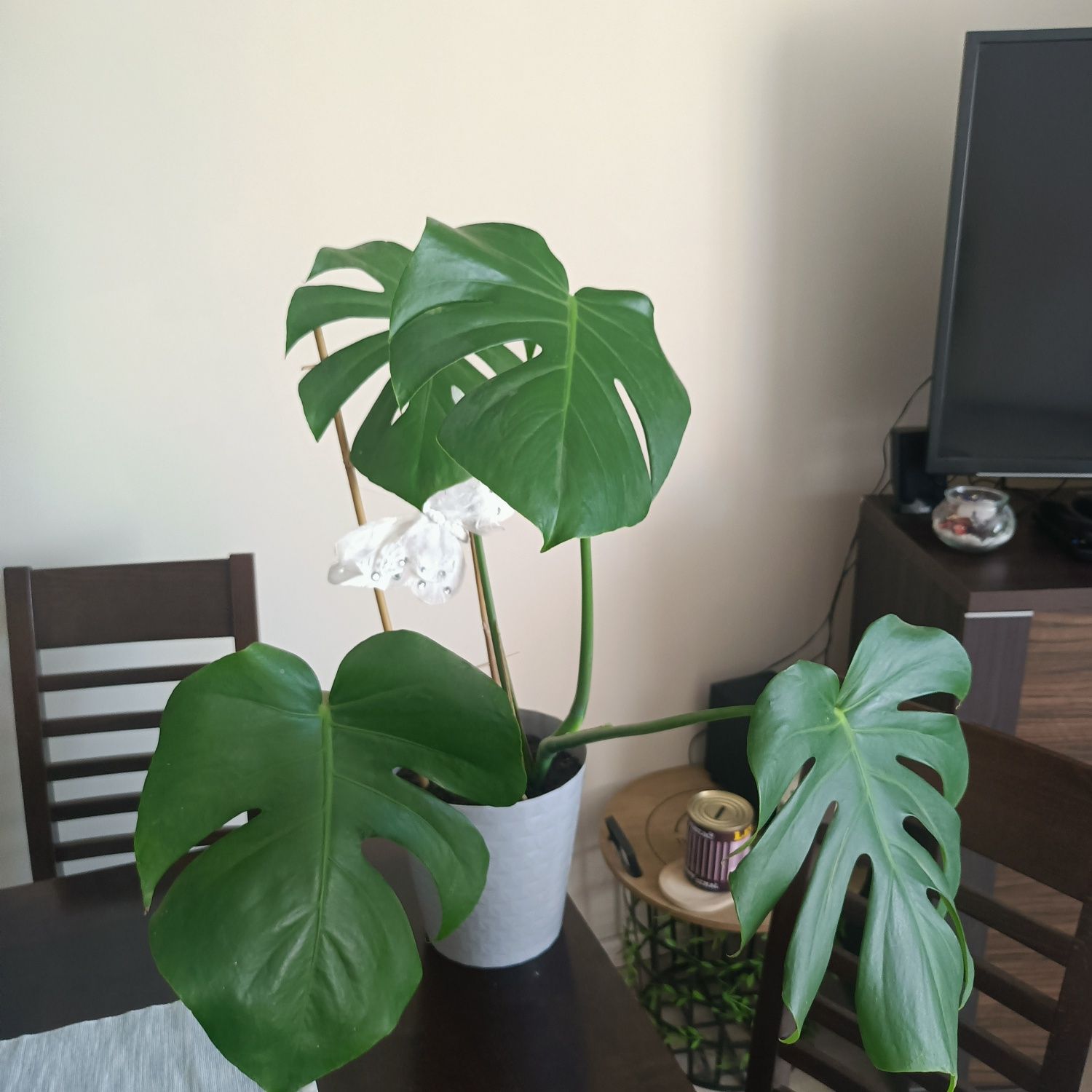 Monstera dziurawa