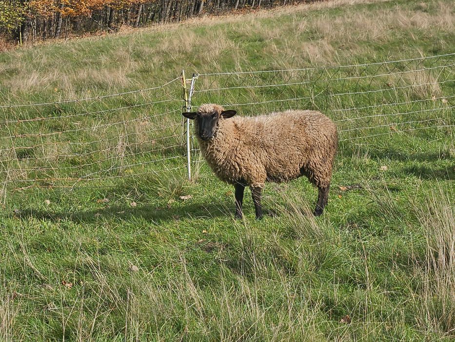 Baran tryk czarnogłówka