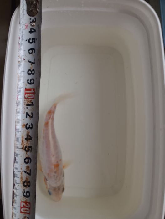 Карп Кои Кикусуи, Шисуи