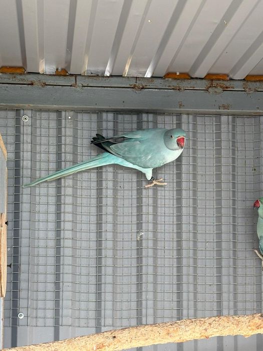 Aleksandretty obrozne