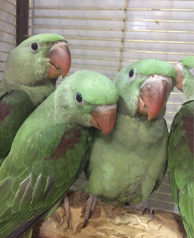 Александрийские попугаи птенцы выкормыши