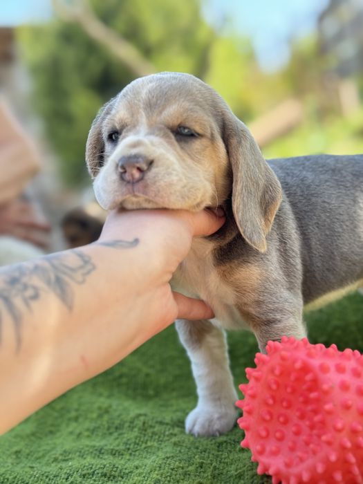 Бігль  з документами кку блакитний голубой