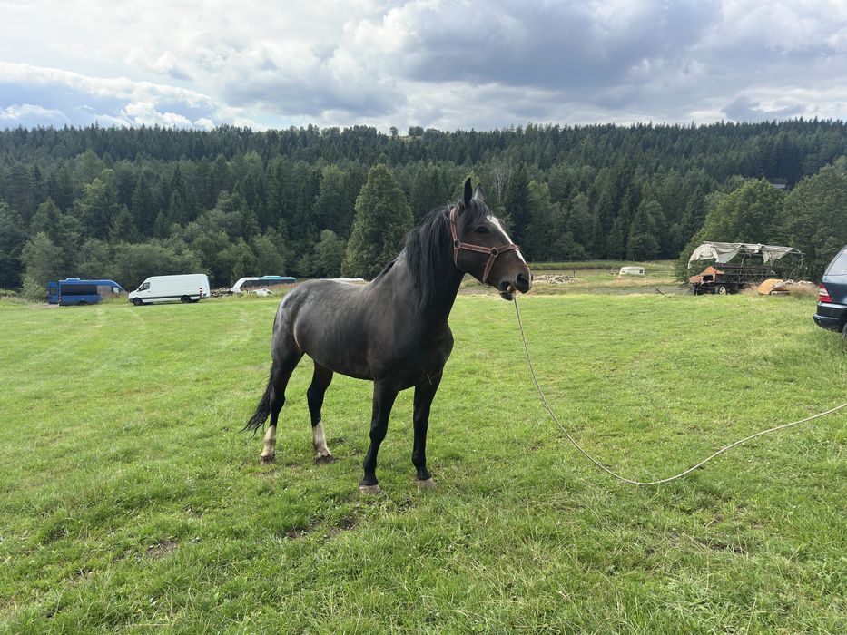 Sprzedam klacz śląską - 9 lat - ŹREBNA ! - zamiana!