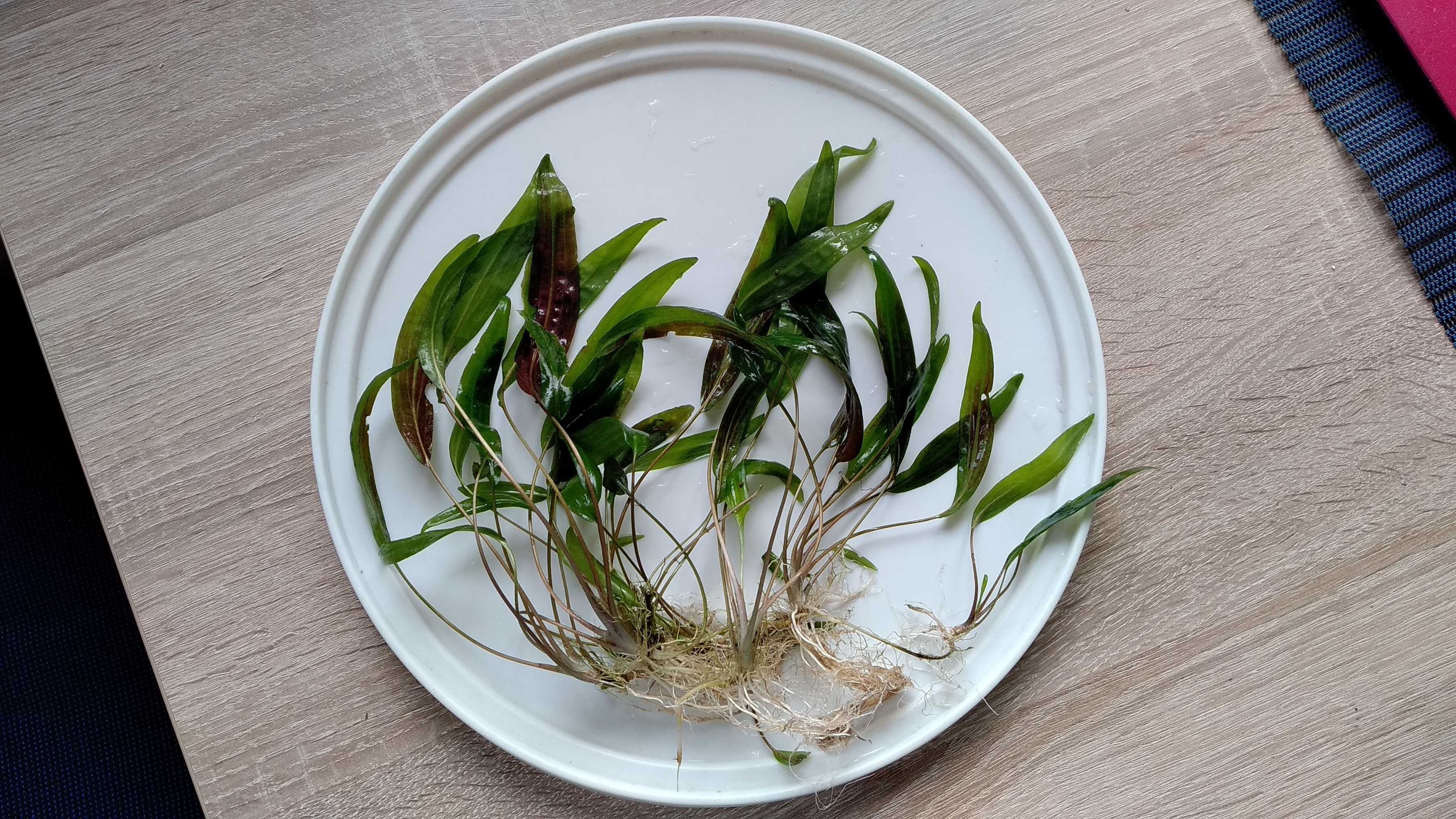 Kryptokoryna (zwartka) malajska (fioletowa) - roślina z historią