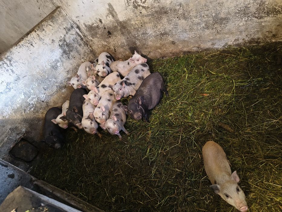 Zamienię na kucyki lub owieczki.