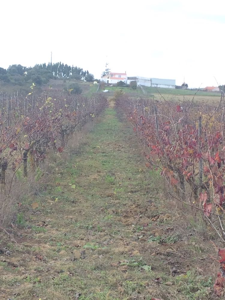 Terreno ideal para quintinha com vinha