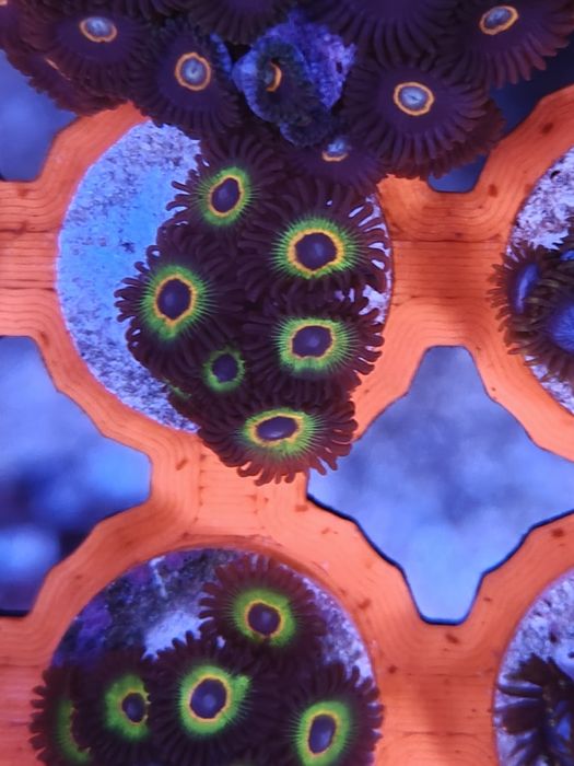 WWC Bob Marley Zoanthus, Corais de água salgada