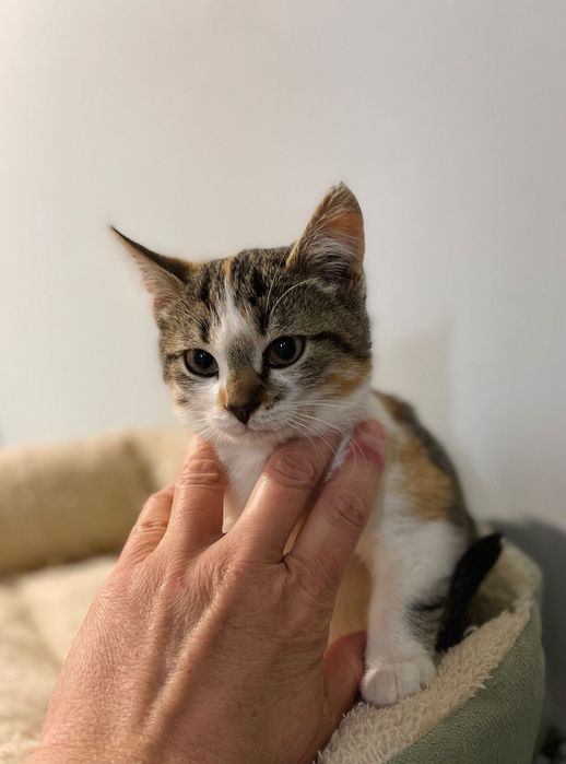 Котята котики отдам котенок  девочка