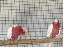 1-1 Cacatua Galah Lutina