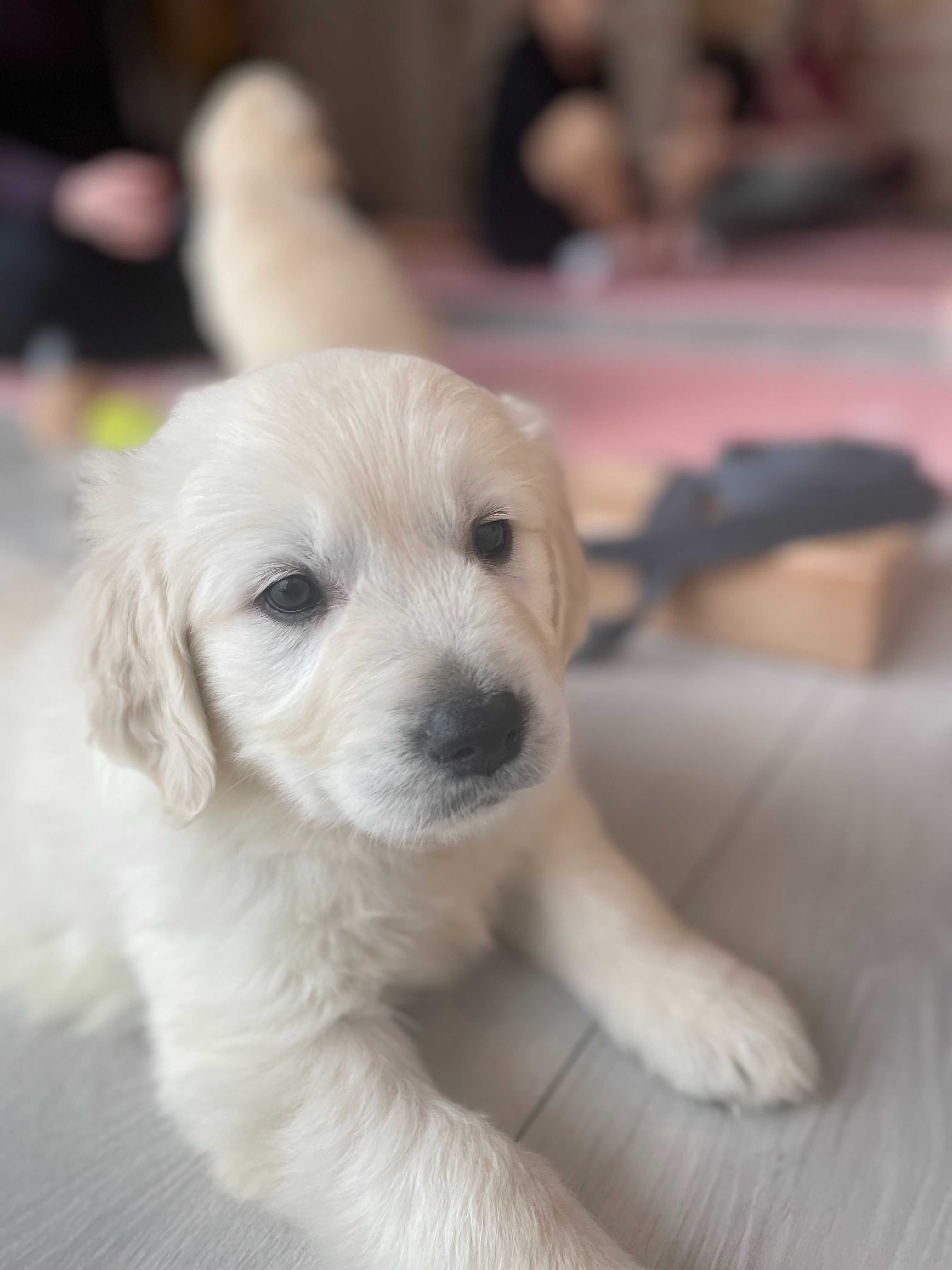 Prześliczny Golden Retriever
