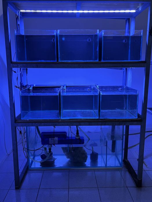 Conjunto de 6 aquarios + sump