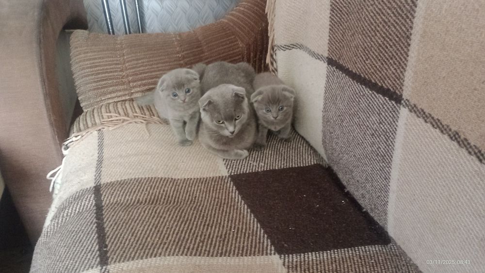 Продам висло вузих котят