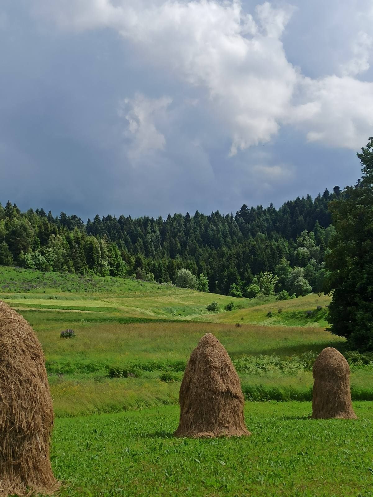 Рій бджіл / бджоли